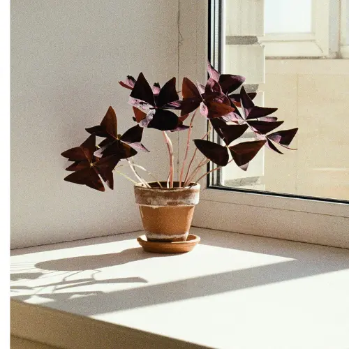 Oxalis plant