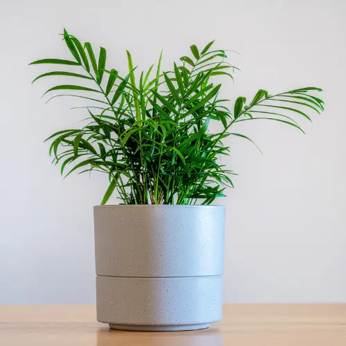 Parlor palm plant