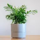 Parlor palm plant