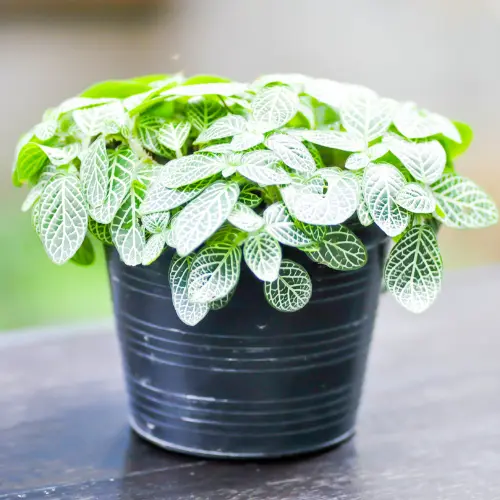 Fittonia plant