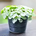 Fittonia plant