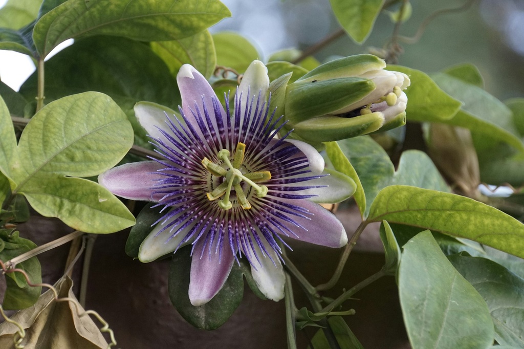 Purple passion plant