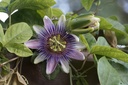 Purple passion plant