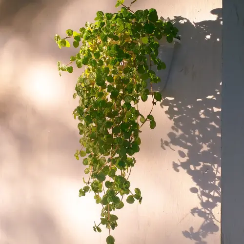 Swedish ivy plant
