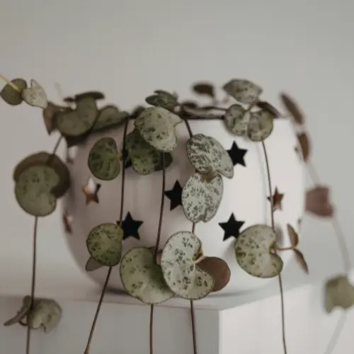 String of hearts plant