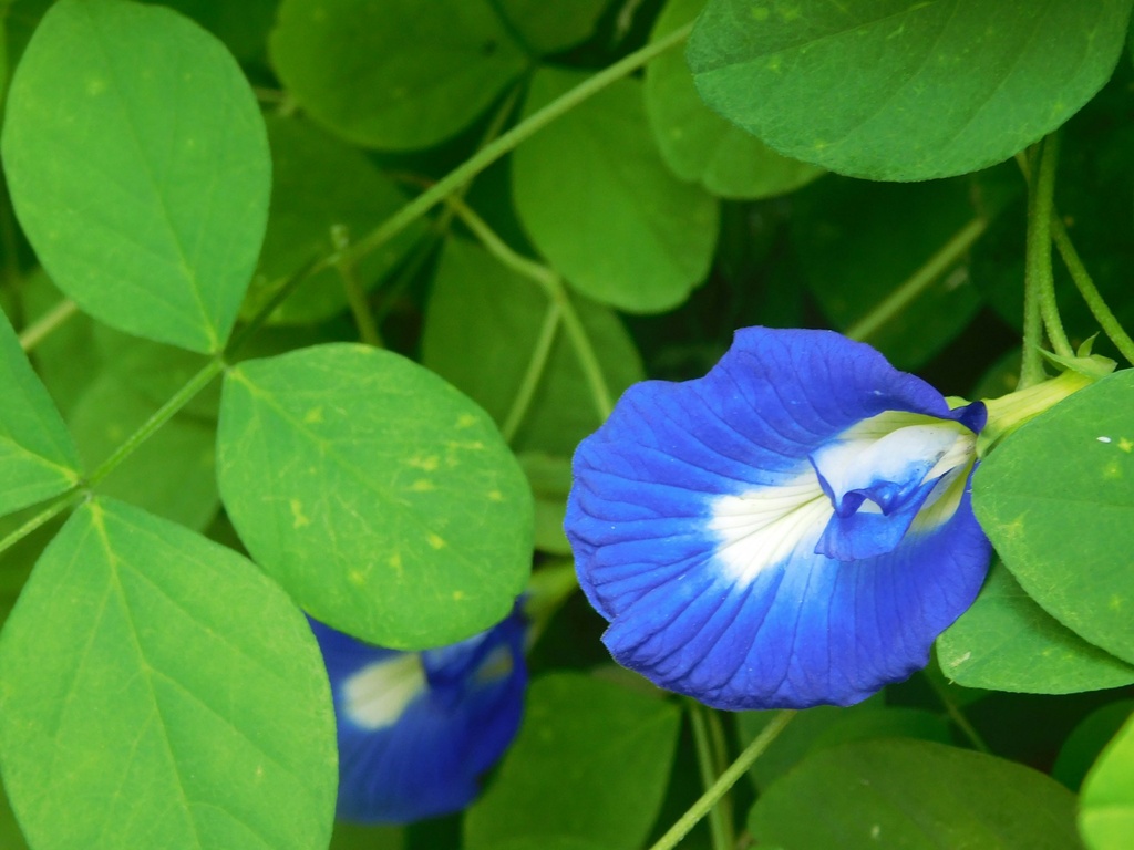 Blue pea [ aparijatha] plant