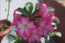 Desert Rose plant (any color)