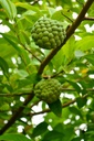 Custard Apple plant
