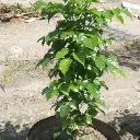 China doll plant