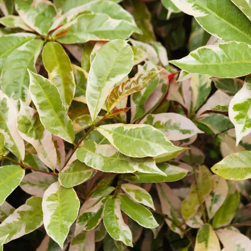 Chinese croton plant