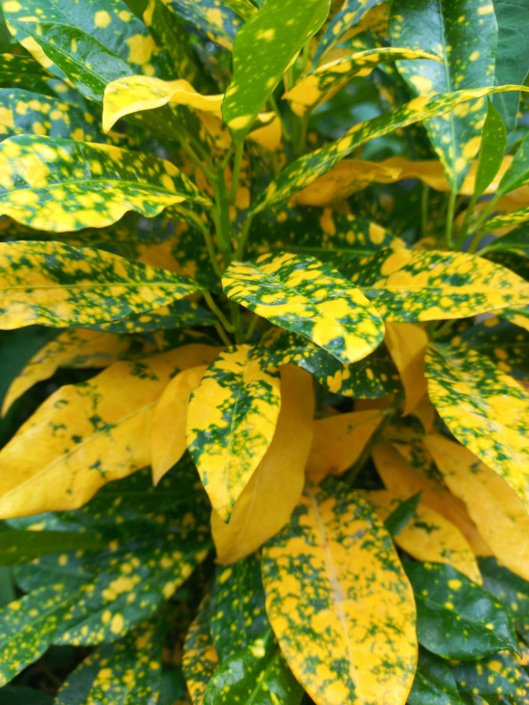 Croton golden dust plant