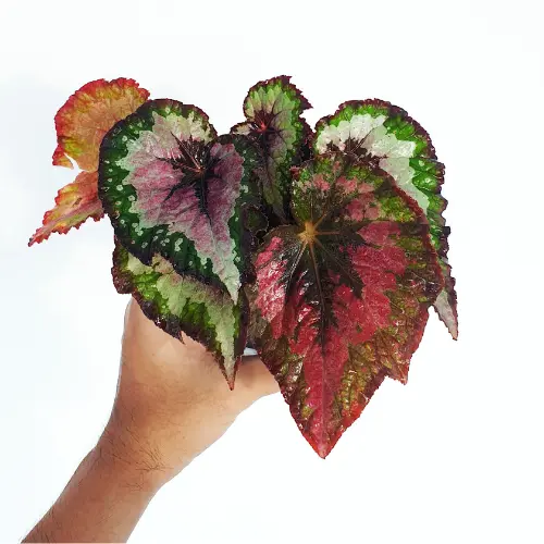 Begonia rex plant