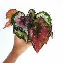 Begonia rex plant