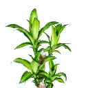 Dracaena Limelight plant