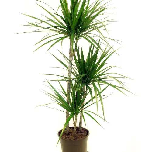 Dracaena plant