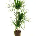 Dracaena plant