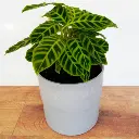 Calathea Zebrina plant