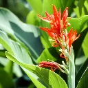 Canna lily plant