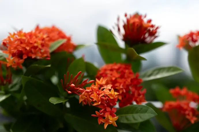 Ixora plant (any color)