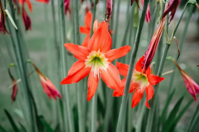 March Lily bulbs(any color)