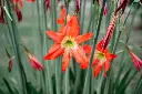 March Lily bulbs(any color)
