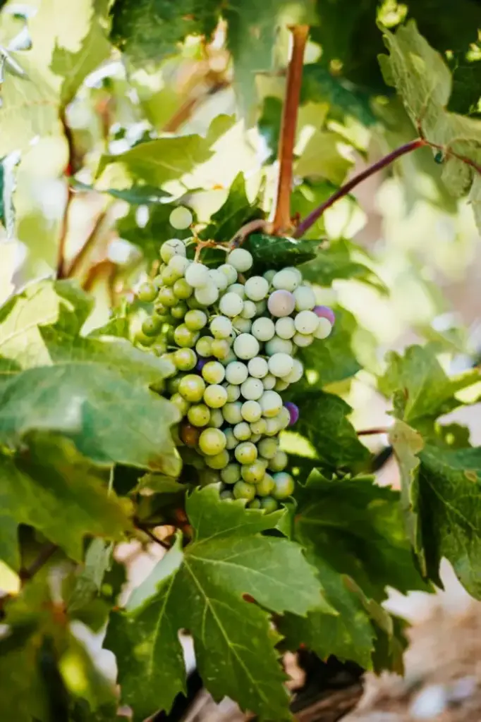 Grape plant