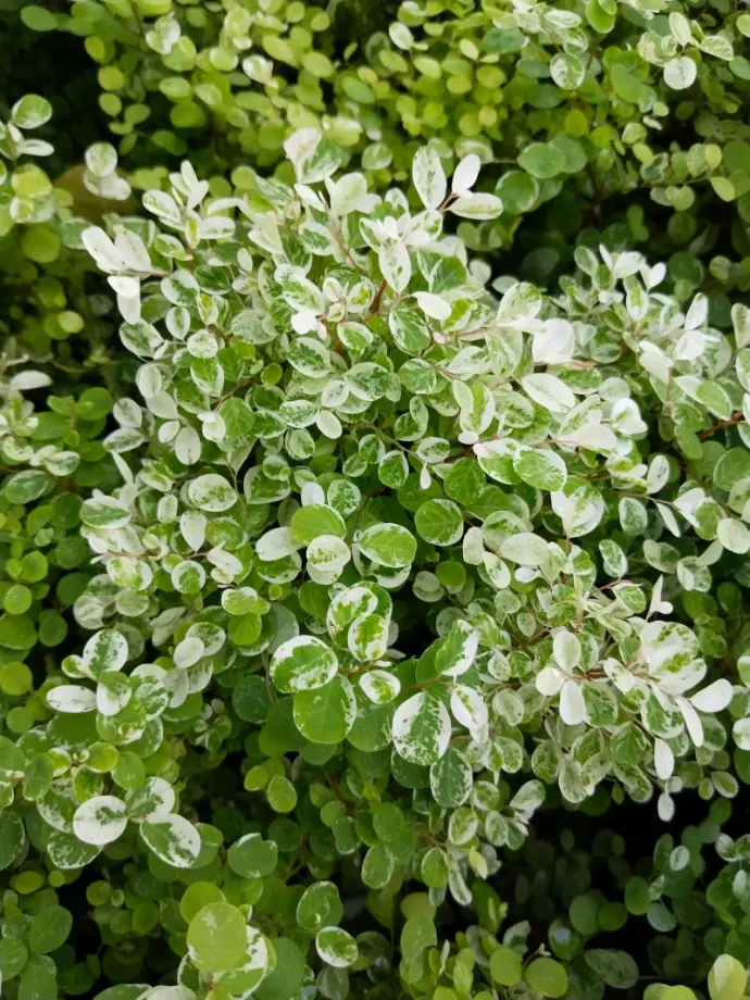 Hawalian Snowbush plant