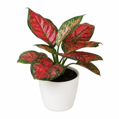 Aglaonema pink plant