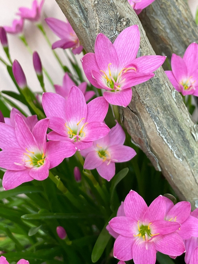 Rain Lily bulbs