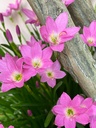 Rain Lily bulbs(pack of 1)