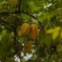 Star Fruit plant