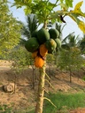 Papaya plant