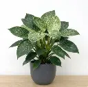 Philodendron birkin plant