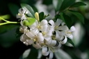 Orange Jasmine plant