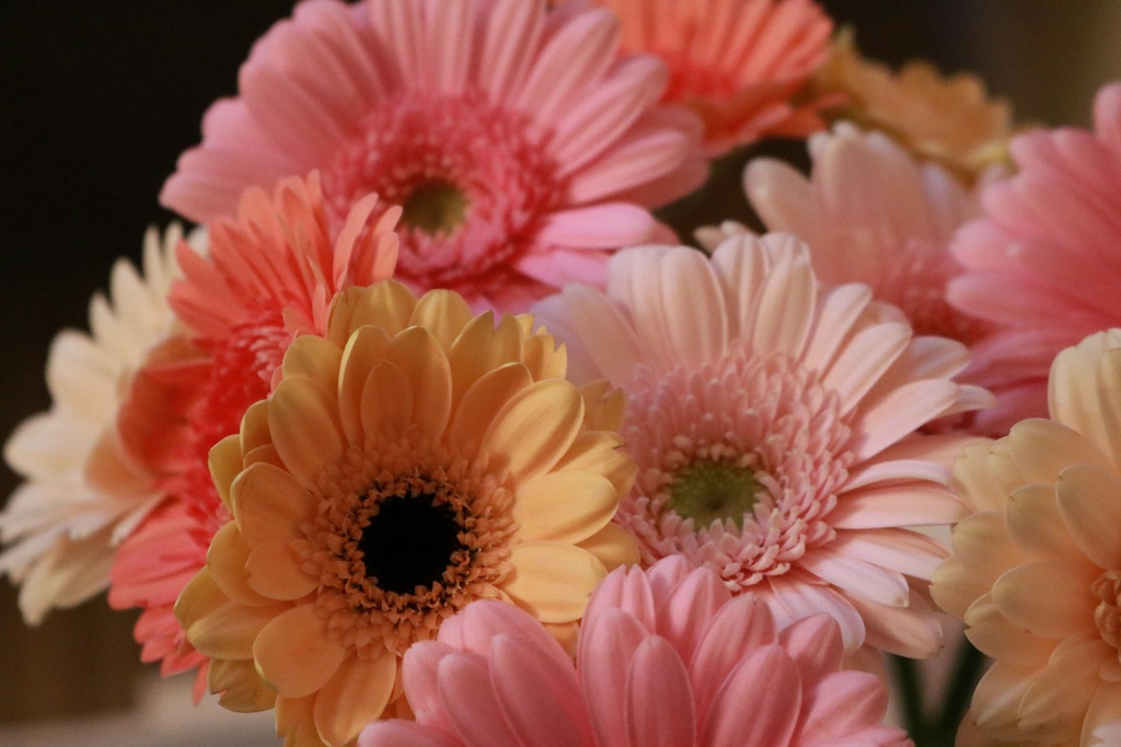 Gerbera bulbs (any color)