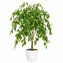 Weeping fig plant
