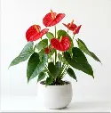 Anthurium plant