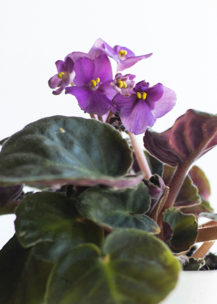 African violet plant