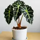 Alocasia polly plant