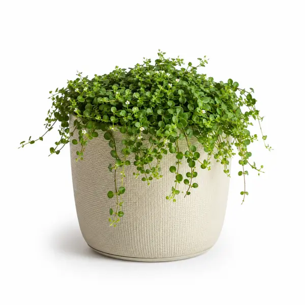 Baby’s tears plant