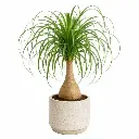 Ponytail palm plant