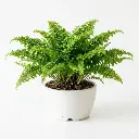 Ruffle Fern plant