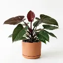 Red emerald philodendron plant