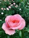 Rose plant (any color)