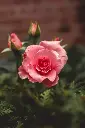 Rose plant (any color)