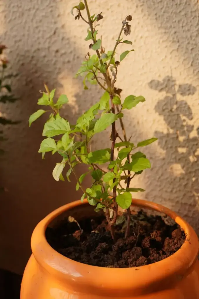 Tulasi Plant