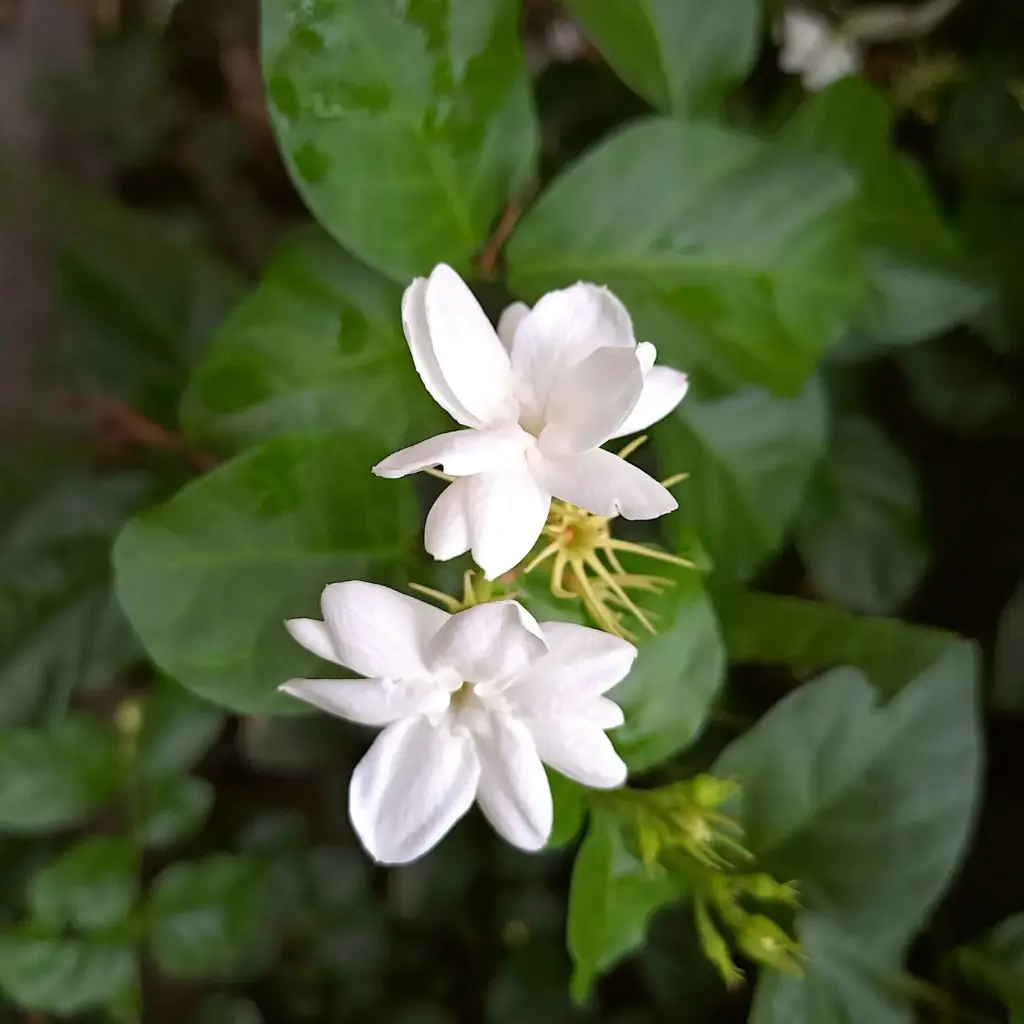 Jasmine plant (mallepuvvu)