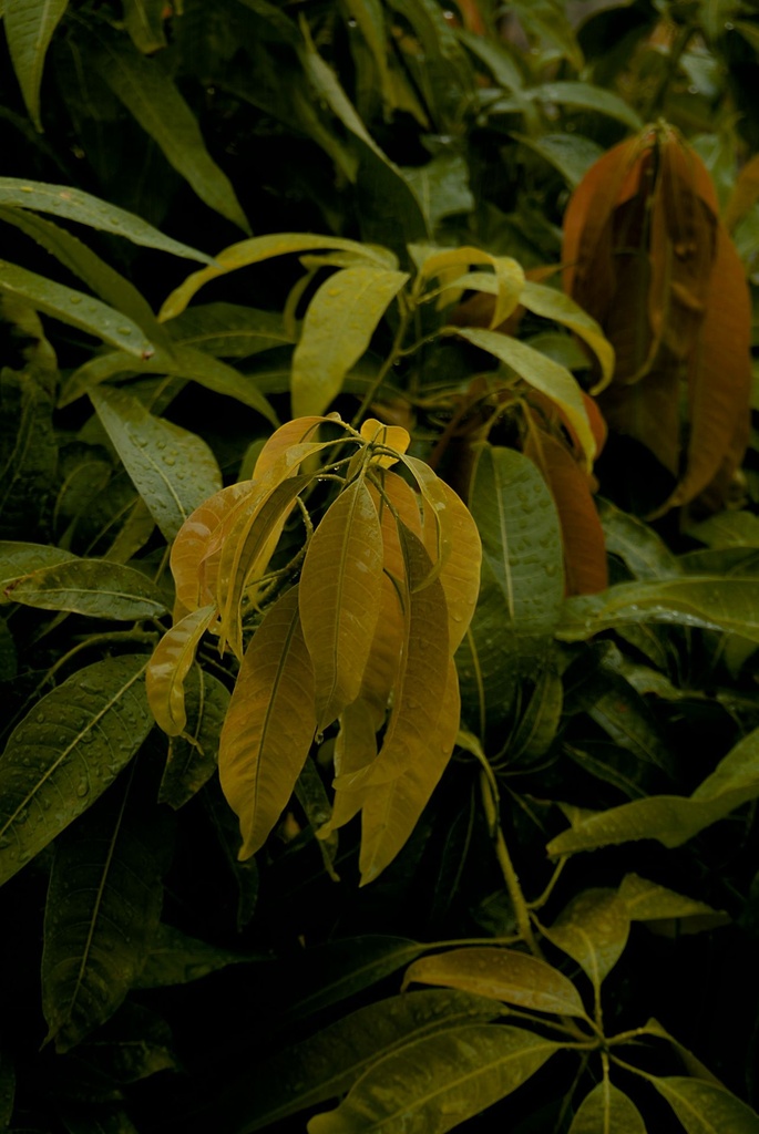 Mango plant