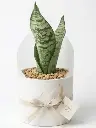 Snake plant gift pot