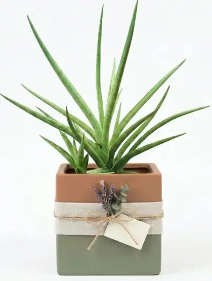 Sansevieria Fernwood